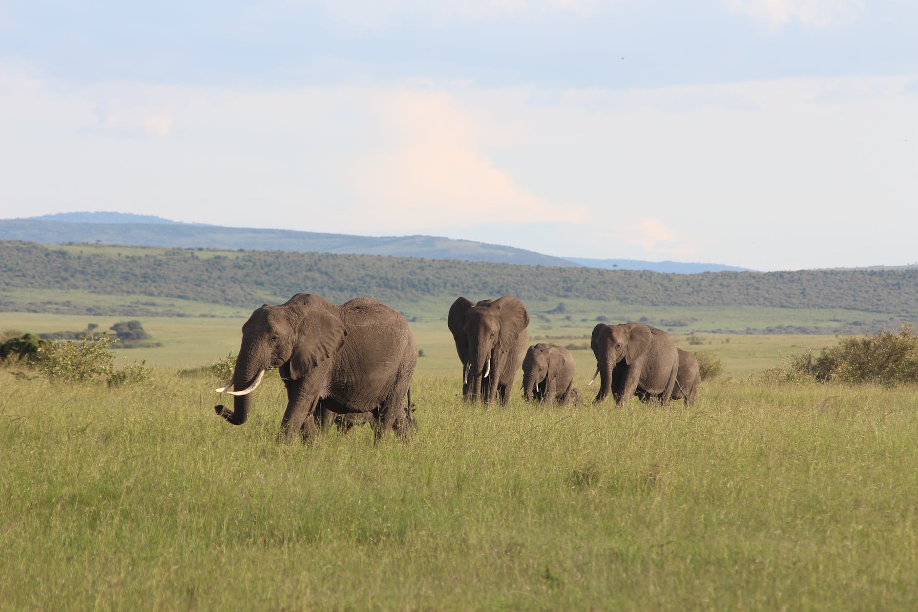 elephants walking on green grassland